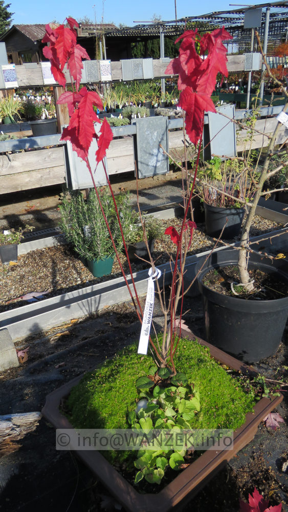 Acer ginnala in Schale Herbstfaerbung 01.JPG